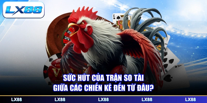 Sức hút của trận so tài giữa các chiến kê đến từ đâu?